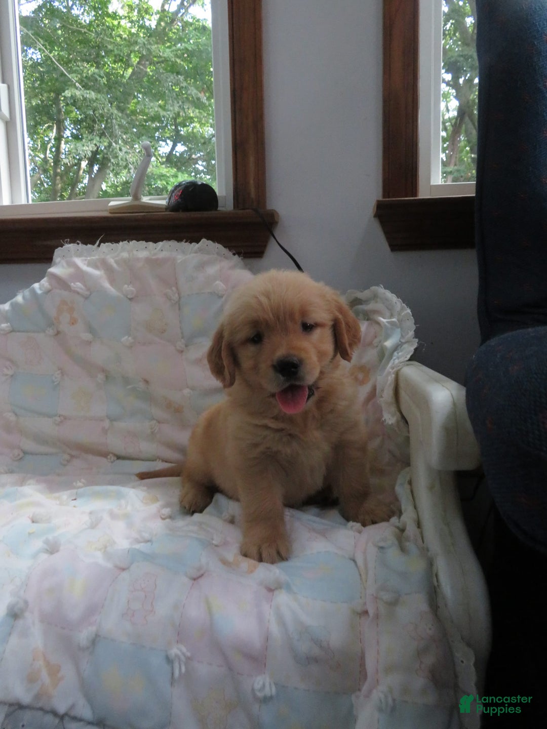 Golden Retriever dogs for sale: Twinkie - Image 17