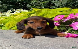 Dachshund dogs for sale: Dahlia - Image 4