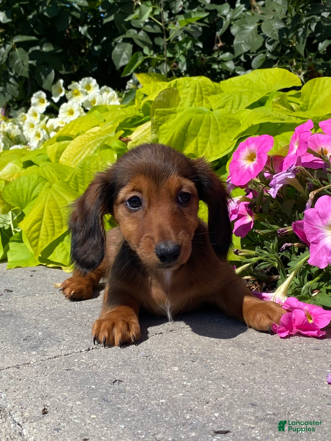 Dachshund dogs for sale: Dahlia - Image 4