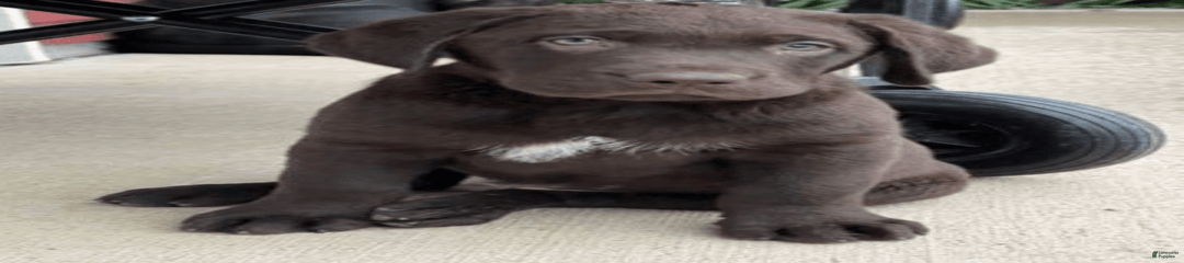 Choco Male 1