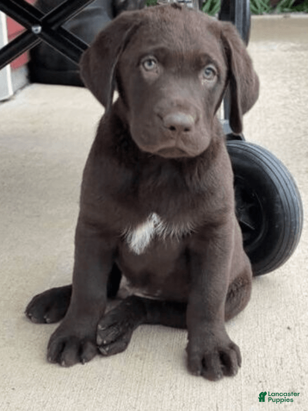 Labrador Retriever dogs for sale: Labrador Retriever 3 puppies - Image 1