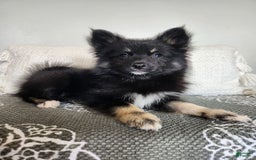 Pomsky dogs for sale: Blossom - Image 6