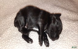 Miniature Schnauzer dogs for sale: Girl2 - Image 11