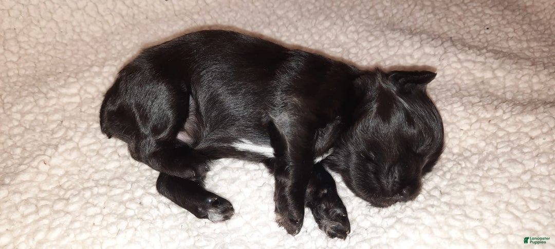 Miniature Schnauzer dogs for sale: Girl2 - Image 11
