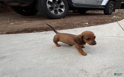 Miniature Dachshund dogs for sale: Twins - Image 21