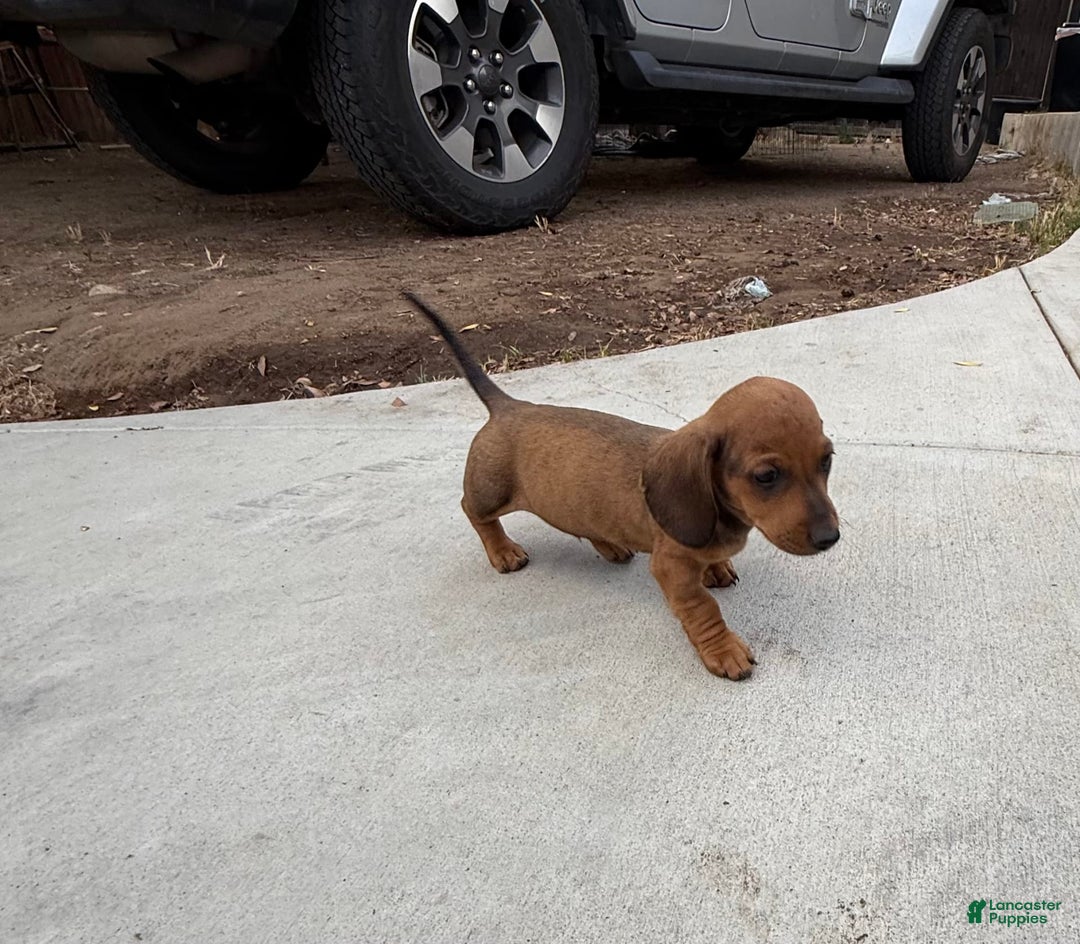 Miniature Dachshund dogs for sale: Twins - Image 21
