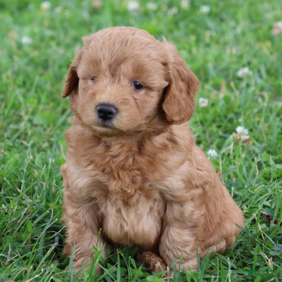 Mini Goldendoodle dogs for sale: Aubrey - Image 3