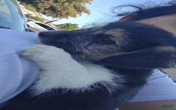 Jack Russell Terrier dogs for sale: Girl Black - Image 5