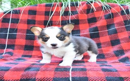 Welsh Corgi Pembroke dogs for sale: Stella - Image 3