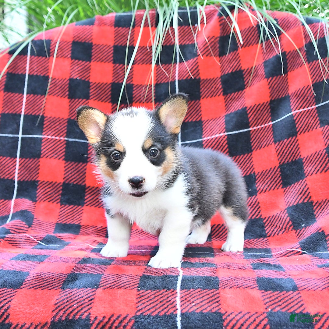 Welsh Corgi Pembroke dogs for sale: Stella - Image 3
