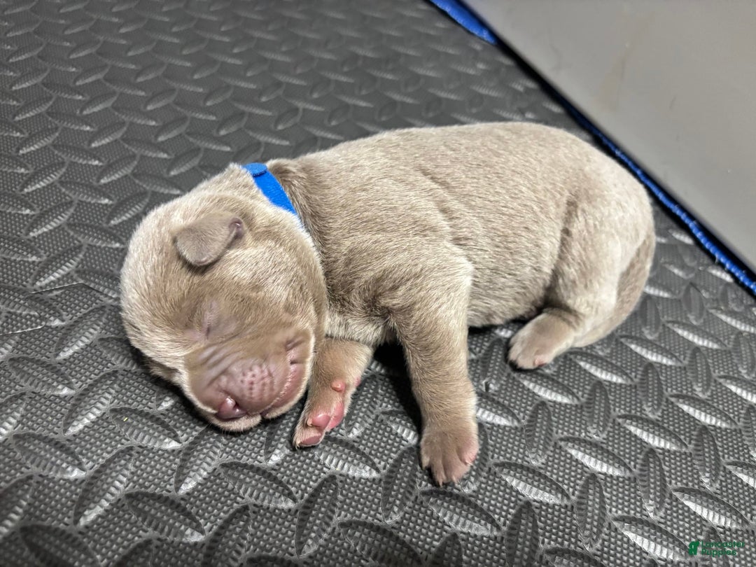 Labrador Retriever dogs for sale: Tubs - Image 1