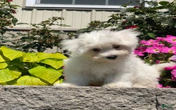 Coton De Tulear dogs for sale: Cookie - Image 2