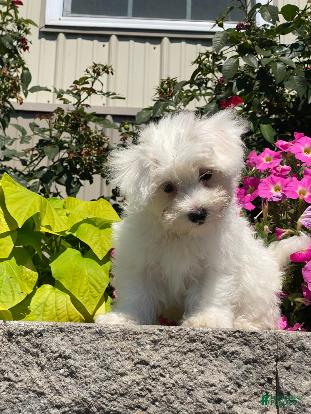 Coton De Tulear dogs for sale: Cookie - Image 2