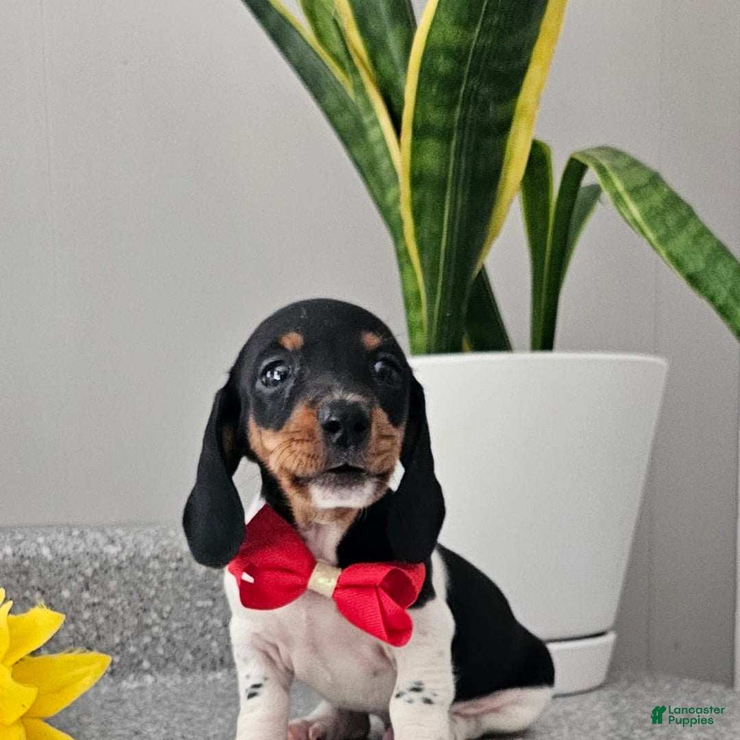 Dachshund dogs for sale: Lil Peanut - Image 11