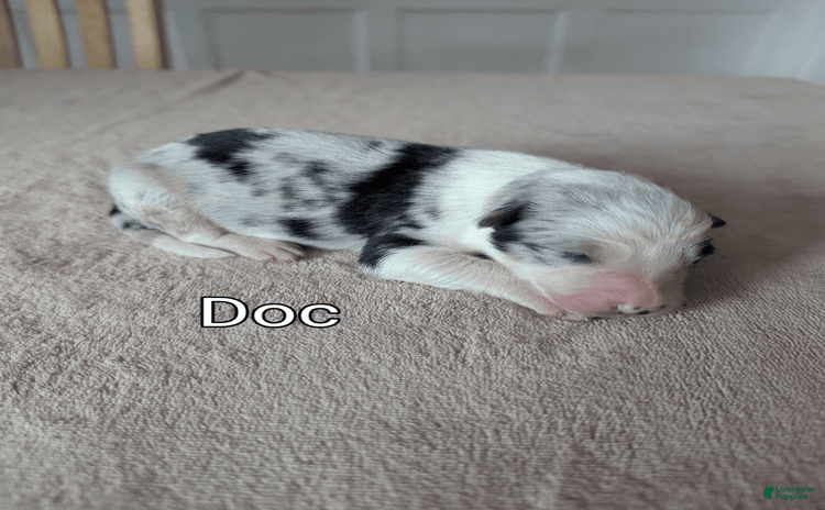 Border Collie dogs for sale - Ad 5
