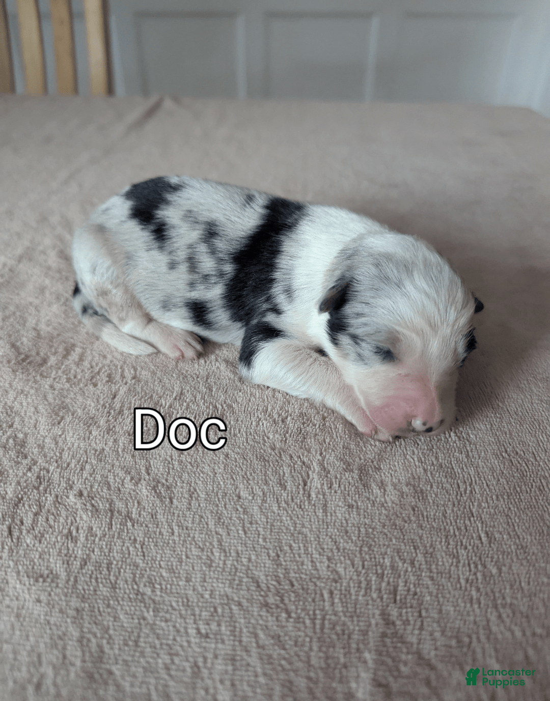 Border Collie dogs for sale: Doc - Image 1