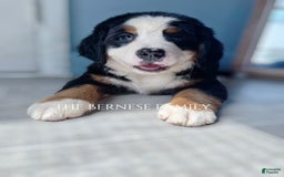 Bernese Mountain Dog dogs for sale: Female Big Blaze - Image 2