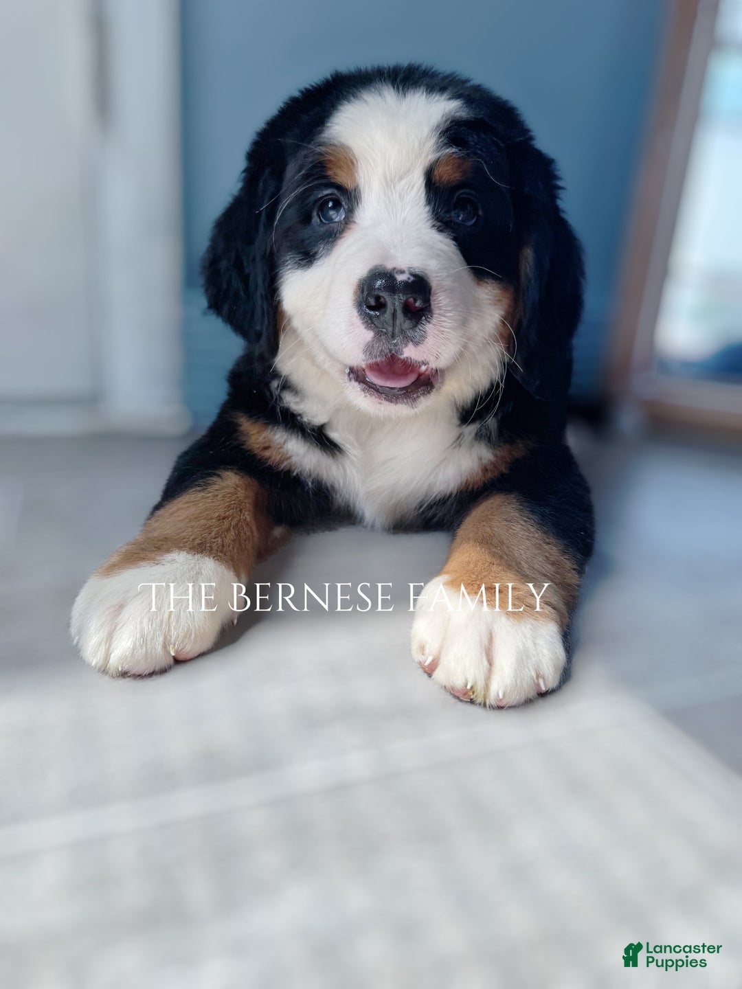 Bernese Mountain Dog dogs for sale: Female Big Blaze - Image 2