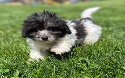 Maltipoo dogs for sale: Panda - Image 3