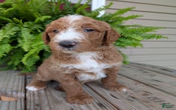 Goldendoodle dogs for sale: Blake - Image 13