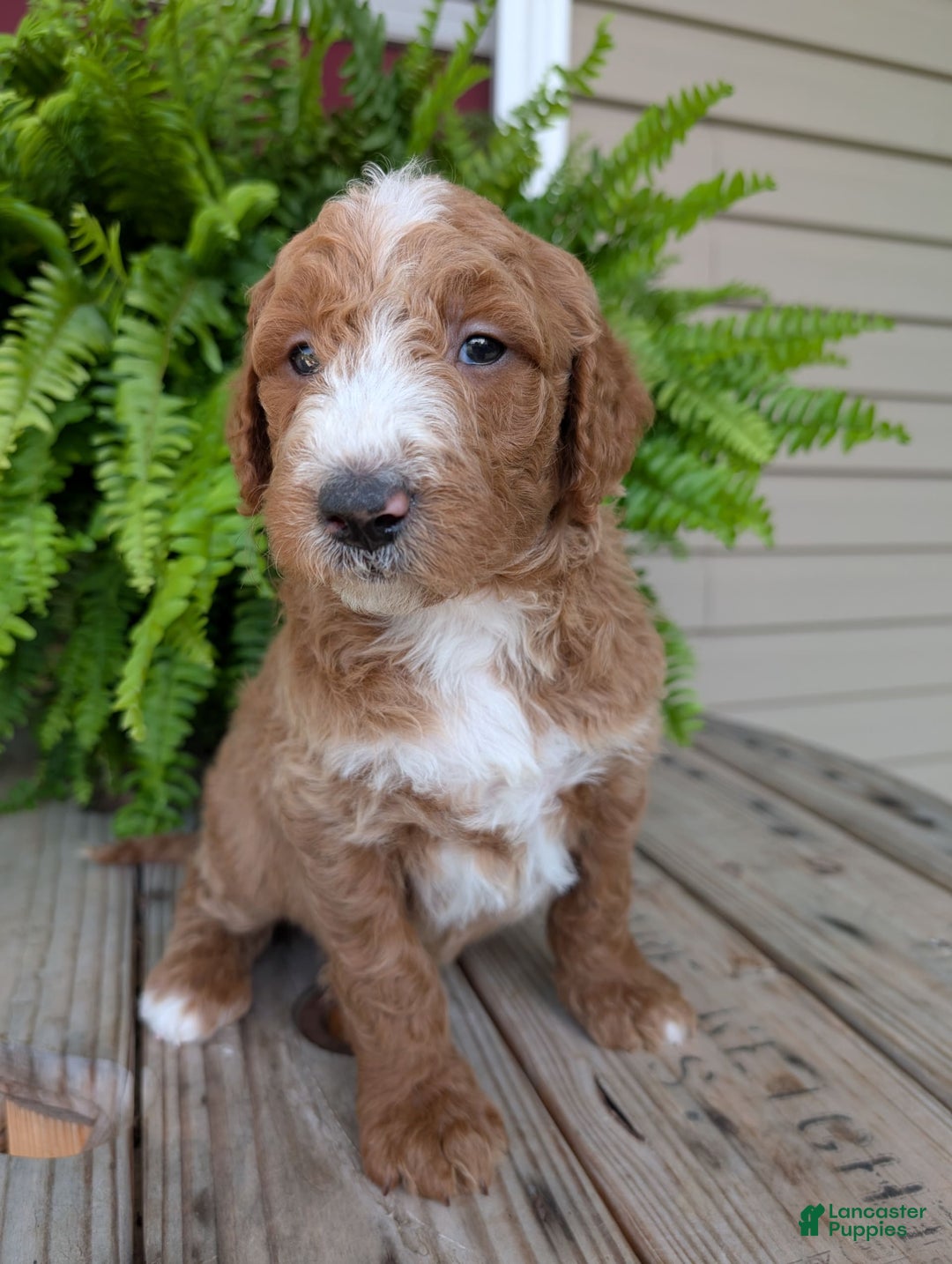 Goldendoodle dogs for sale: Blake - Image 13