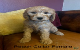 Goldendoodle dogs for sale: Peach Collar Female - Peaches - Image 3