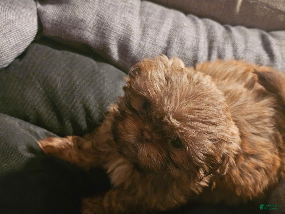 Shih Tzu dogs for sale: Not Named Yet - Image 11