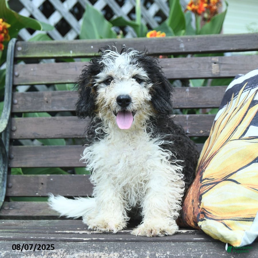 Mini Bernedoodle dogs for sale: Mini Bernedoodle 6 puppies - Image 9