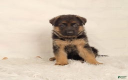 German Shepherd dogs for sale: Trex - Image 4