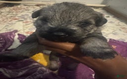 Miniature Schnauzer dogs for sale: Aqua - Image 2