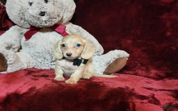 Miniature Dachshund dogs for sale: Butterbean - Image 17