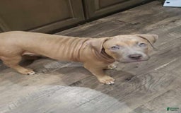 American Bully dogs for sale: Big Hoss - Image 38