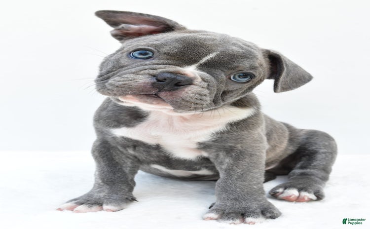 Frenchton dogs for sale - Ad 4