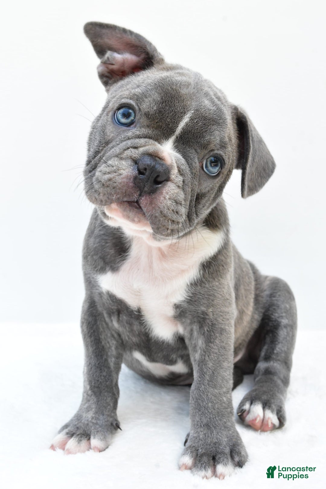 Frenchton dogs for sale: Baxter - Image 7
