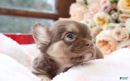 French Bulldog dogs for sale: Brooke - Image 3