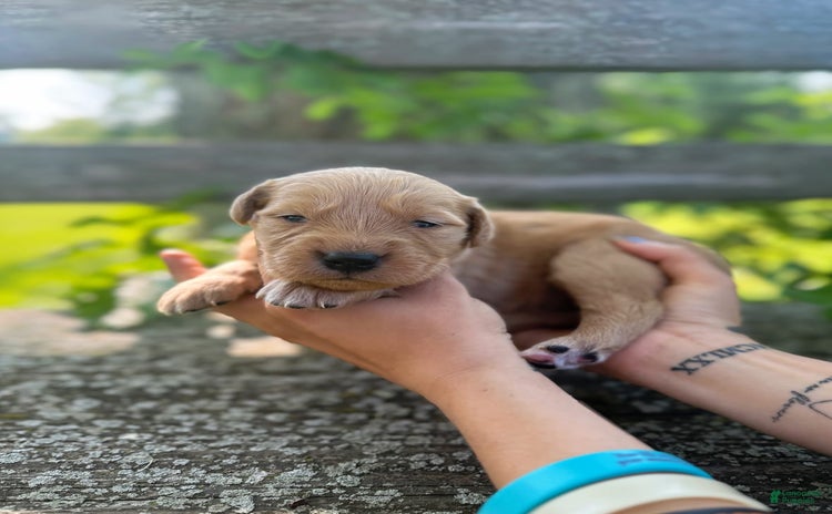 Golden Retriever dogs for sale - Ad 4