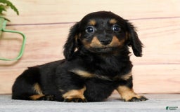 Miniature Dachshund dogs for sale: Daisy - Image 7