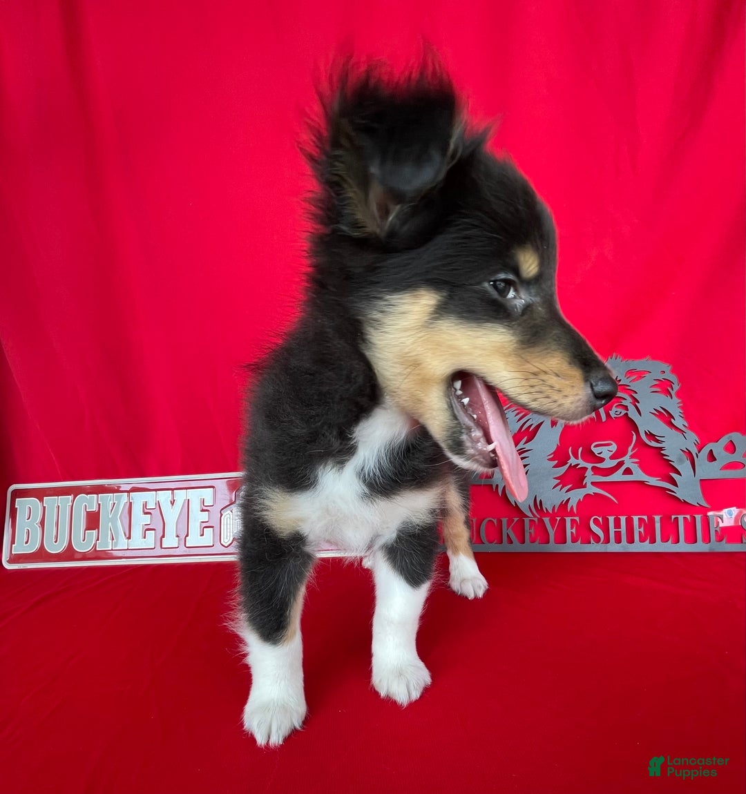 Shetland Sheepdog dogs for sale: Tri Color - Image 3