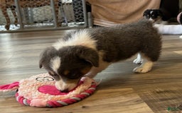 Welsh Corgi Pembroke dogs for sale: Pink Collar Bluie Girl - Image 2