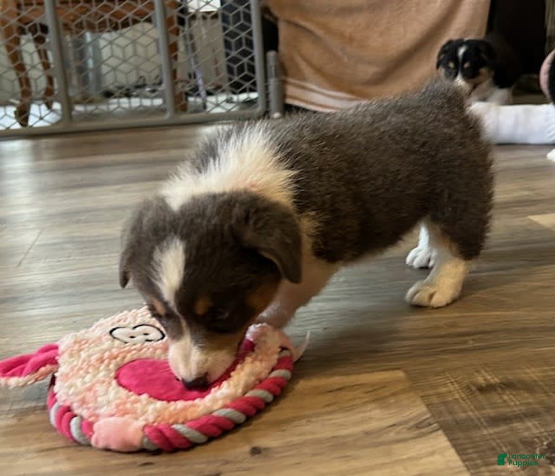 Welsh Corgi Pembroke dogs for sale: Pink Collar Bluie Girl - Image 2