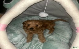 Cavapoo dogs for sale: Dalia - Image 2