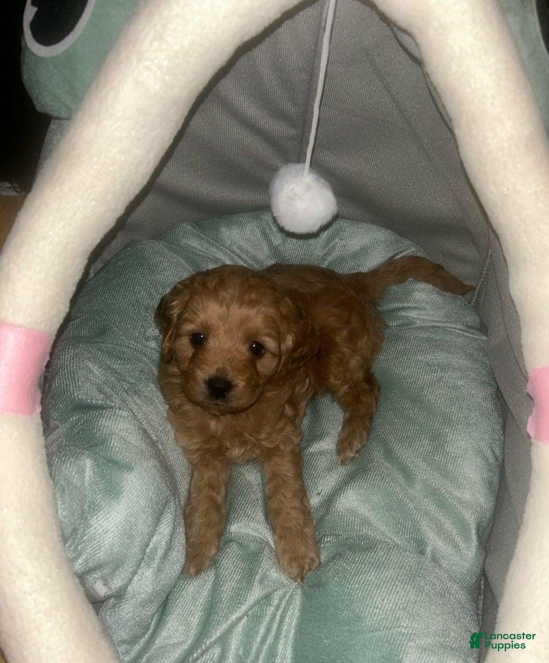 Cavapoo dogs for sale: Dalia - Image 2