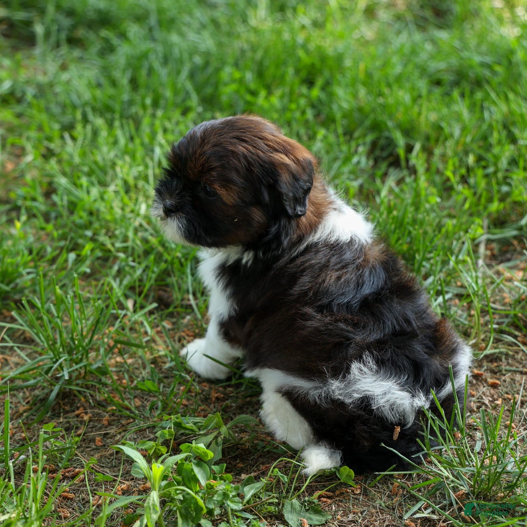 Shihpoo dogs for sale: King - Image 19