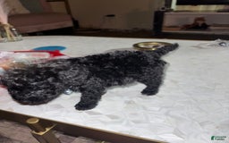 Toy Poodle dogs for sale: Kingston - Image 5