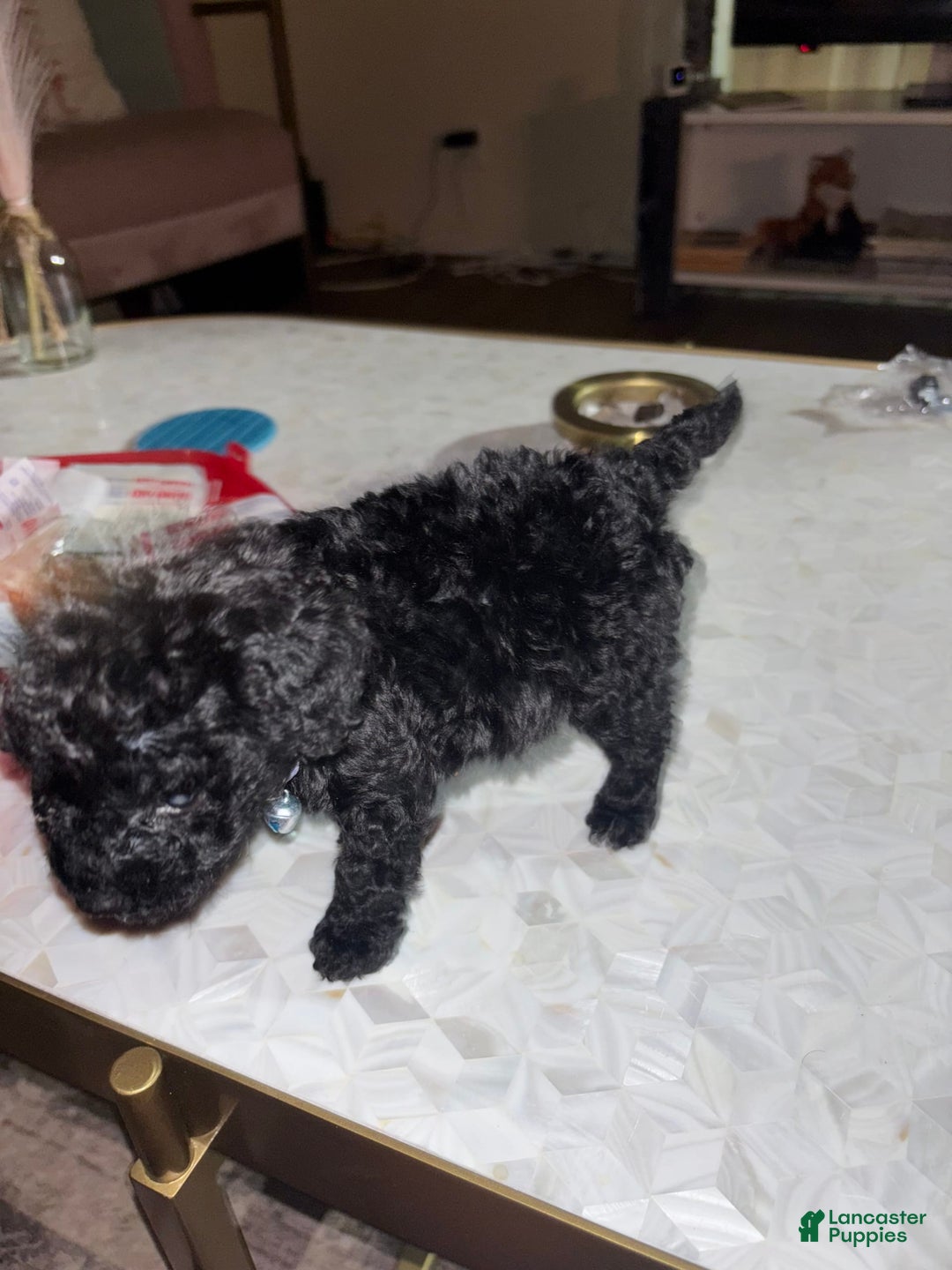 Toy Poodle dogs for sale: Kingston - Image 5