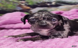 Catahoula Leopard Dog dogs for sale: Luna 2025 Female 1 - Image 2