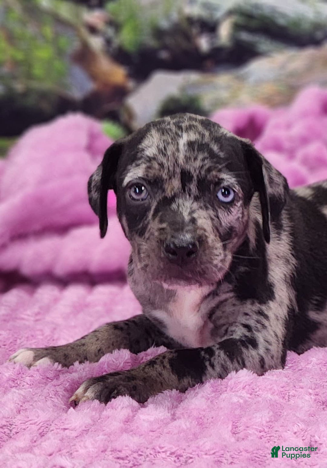 Catahoula Leopard Dog dogs for sale: Luna 2025 Female 1 - Image 2
