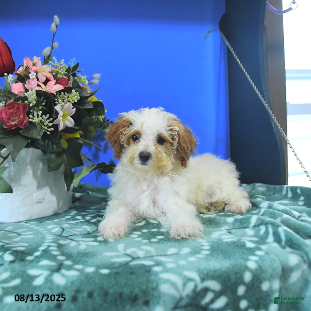Toy Poodle dogs for sale: Kayleen - Image 1