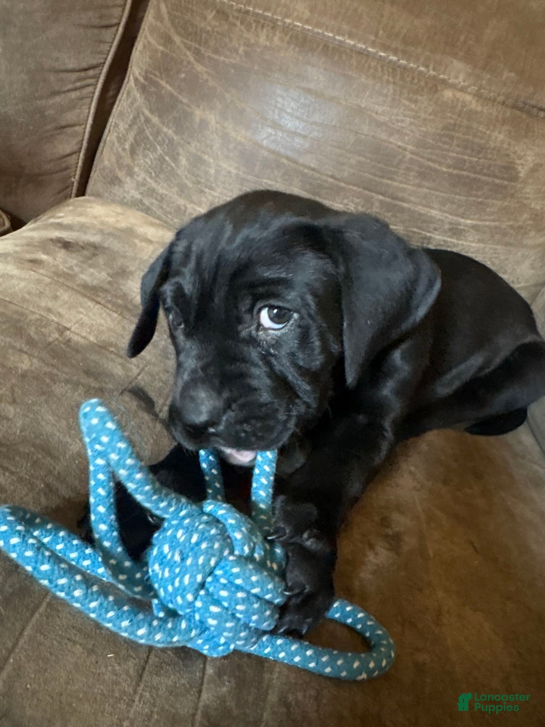 Cane Corso dogs for sale: Moana - Image 2