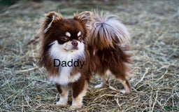Chihuahua dogs for sale: Snickers - Image 26